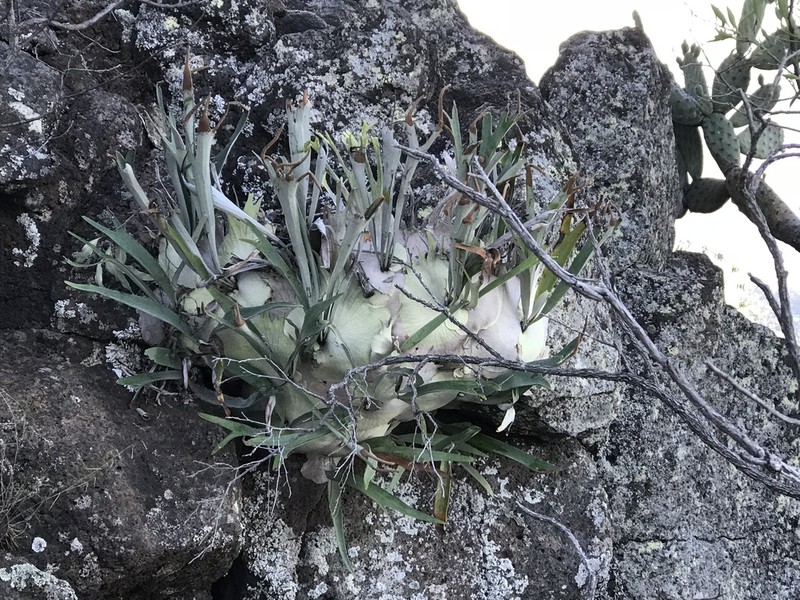 Platycerium veitchii photo 5