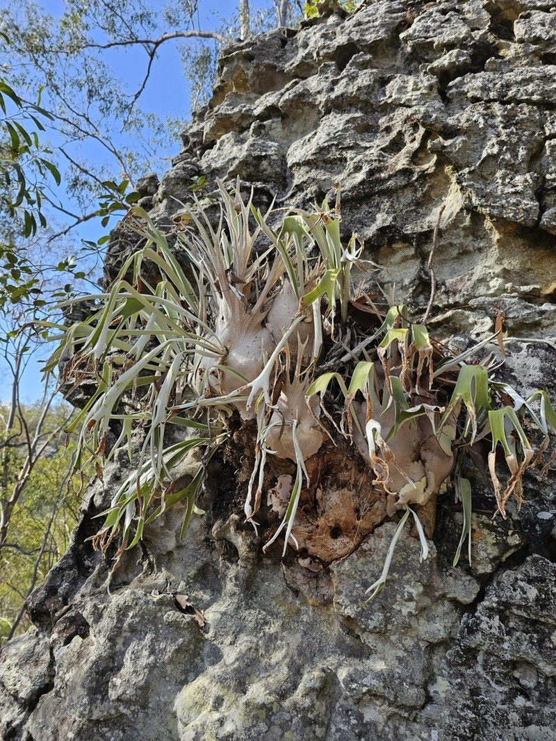 Platycerium veitchii photo 7