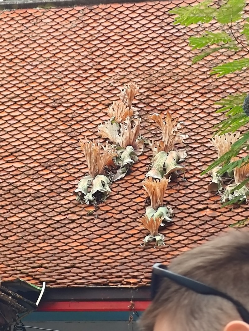 Platycerium wallichii photo 2