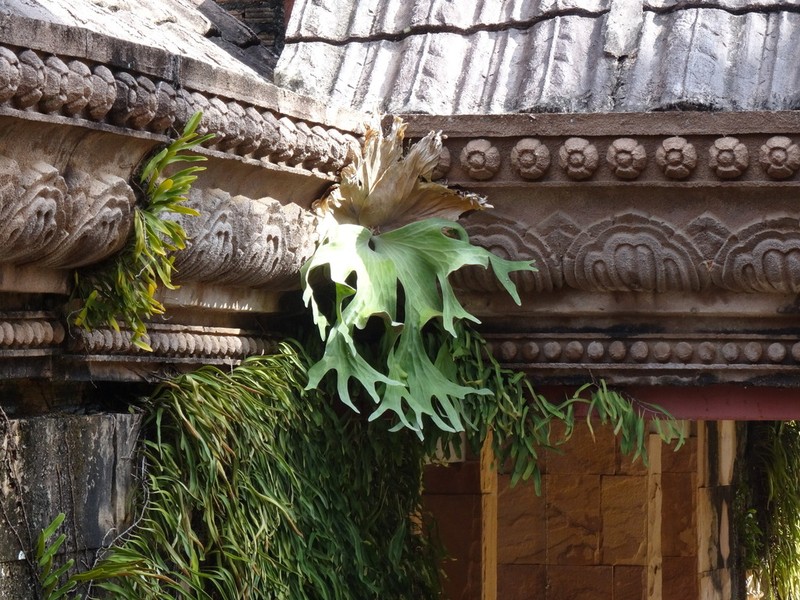Platycerium wallichii photo 3