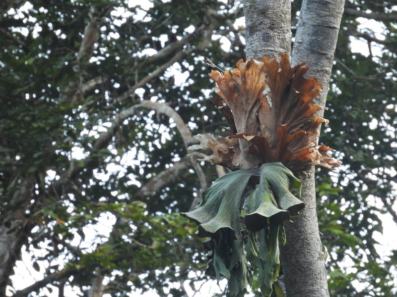 Platycerium wallichii photo 4