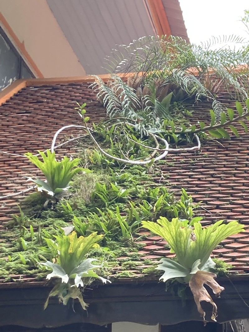 Platycerium wallichii photo 5