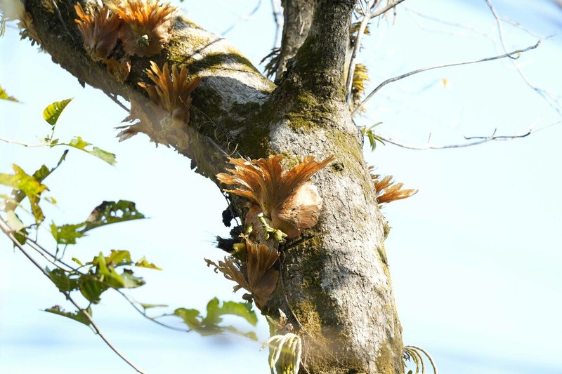 Platycerium wallichii photo 6