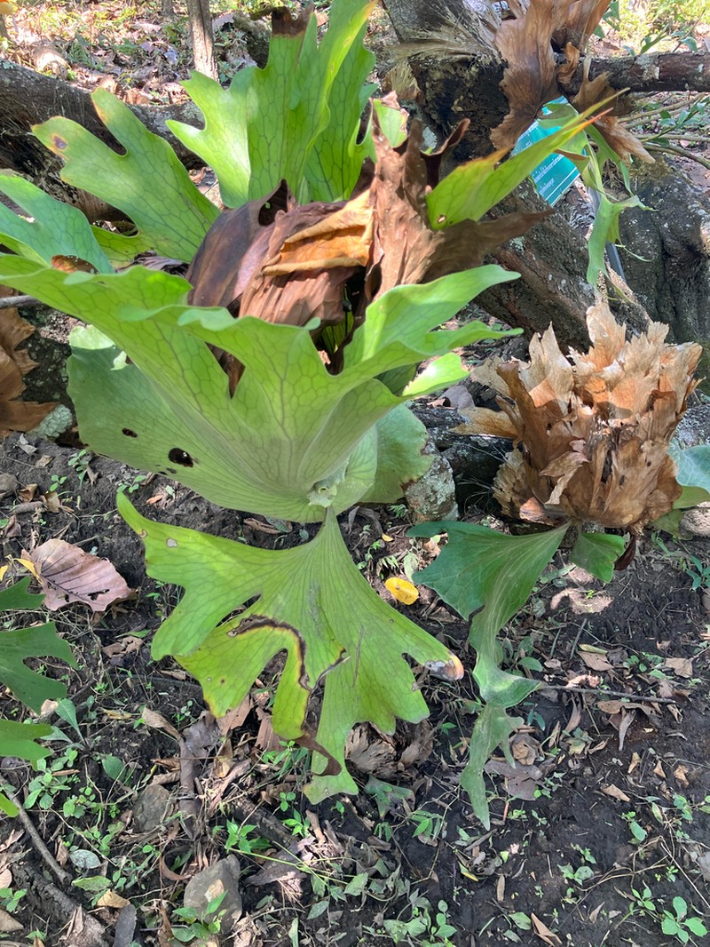 Platycerium wallichii photo 8