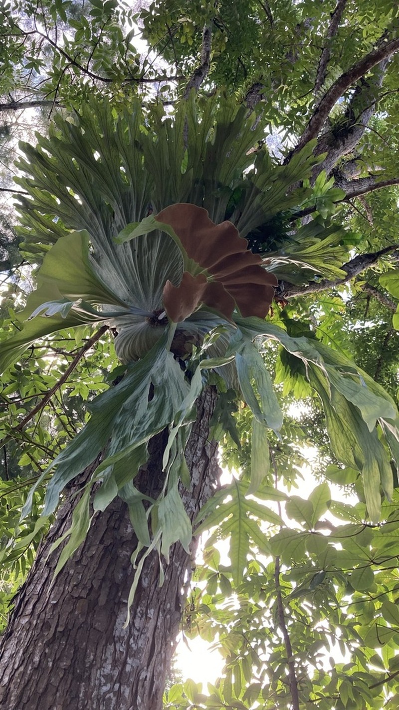 Platycerium wandae