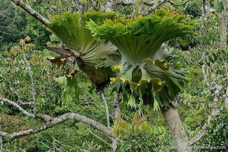 Platycerium wandae photo 2