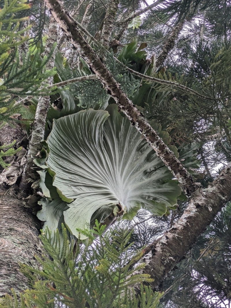 Platycerium wandae photo 6