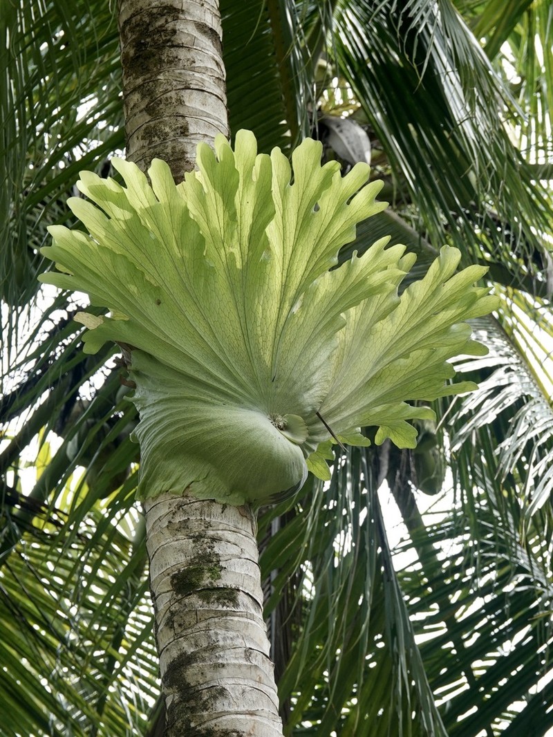 Platycerium wandae photo 7