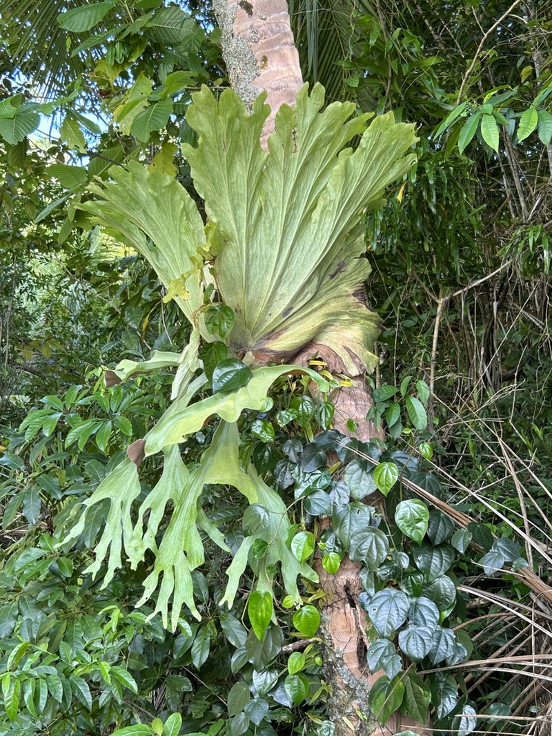 Platycerium wandae photo 8