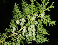 Oriental Arborvitae