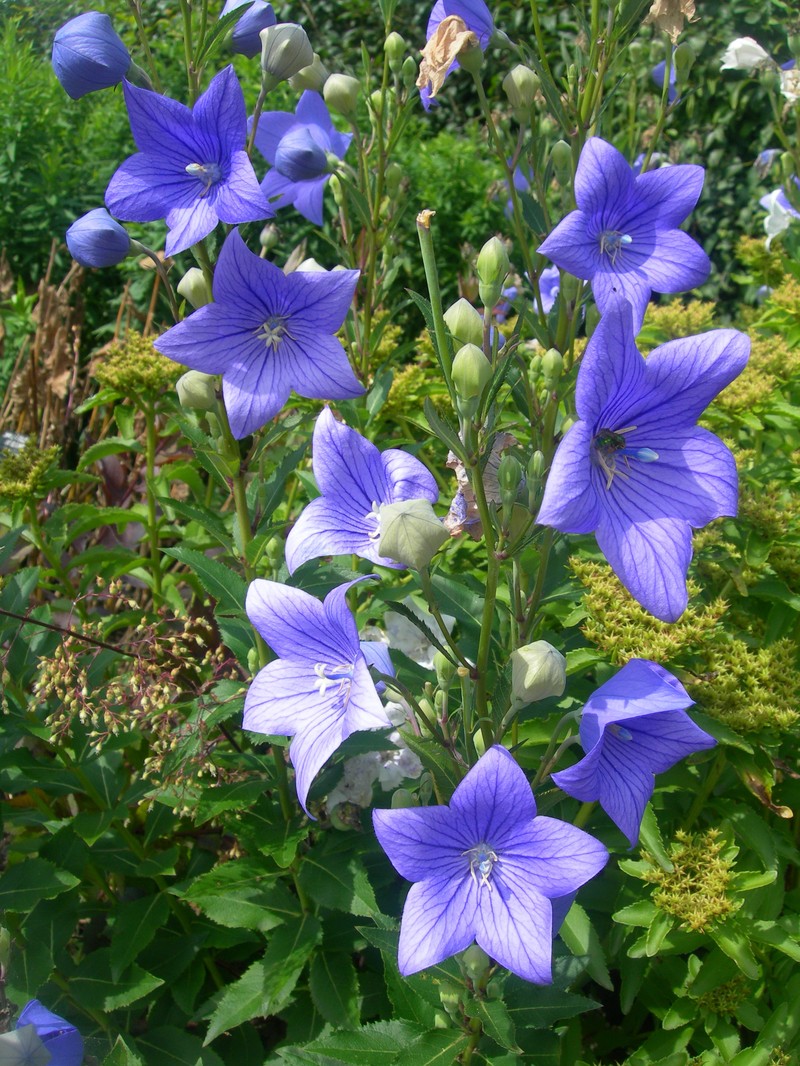 Balloon-Flower