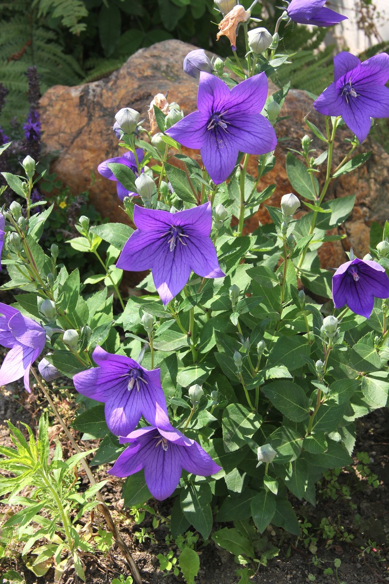 Balloon-Flower photo 2