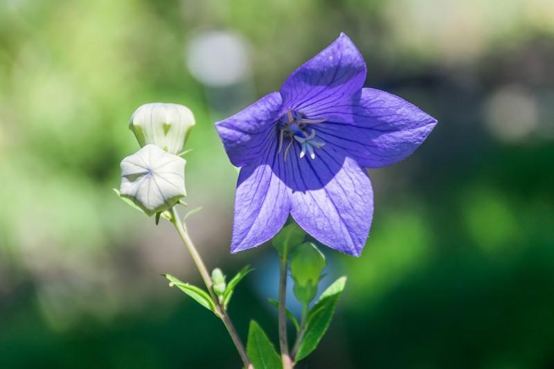 Balloon-Flower photo 3