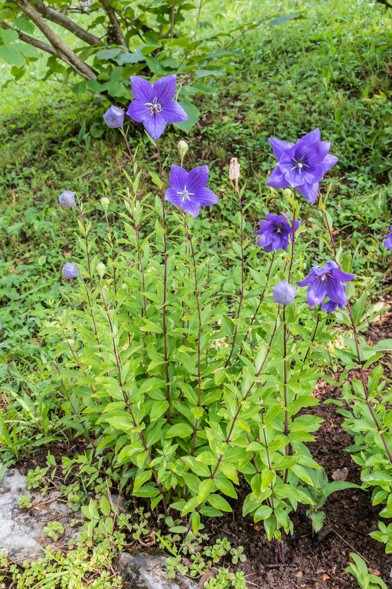 Balloon-Flower photo 4