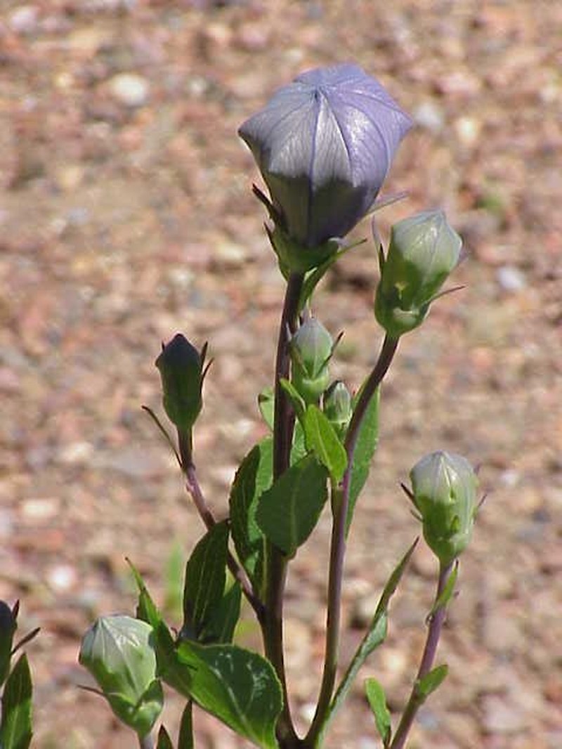 Balloon-Flower photo 5