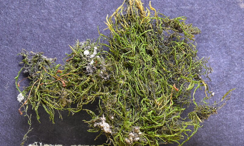 Platydictya Moss photo 3