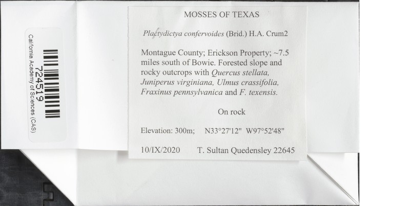 Platydictya Moss photo 4