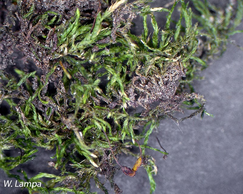 Platydictya Moss photo 6