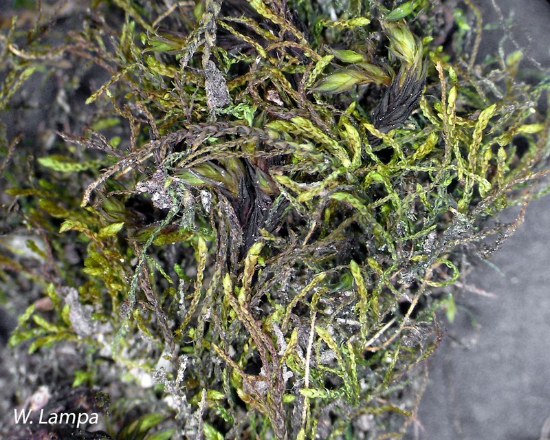 Platydictya Moss photo 7
