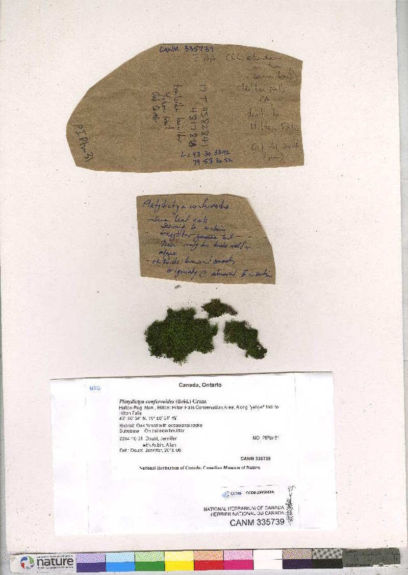 Platydictya Moss photo 8