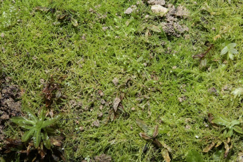 Jungermann's Platydictya Moss