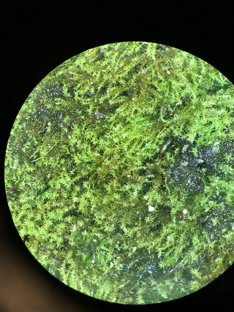 Jungermann's Platydictya Moss