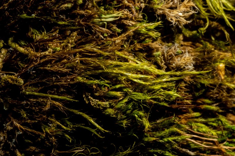 Jungermann's Platydictya Moss photo 2