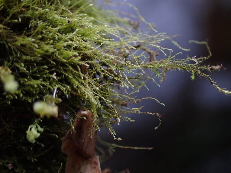 Jungermann's Platydictya Moss photo 3