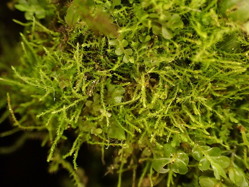 Jungermann's Platydictya Moss photo 4