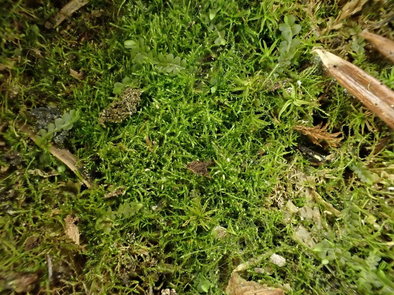 Jungermann's Platydictya Moss photo 5