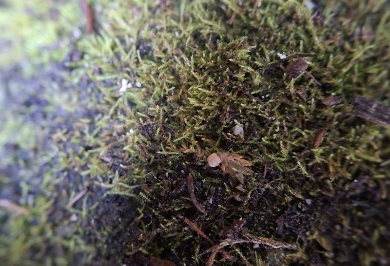 Jungermann's Platydictya Moss photo 6