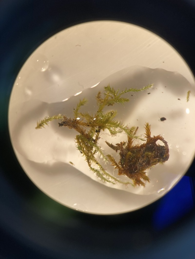 Jungermann's Platydictya Moss photo 7