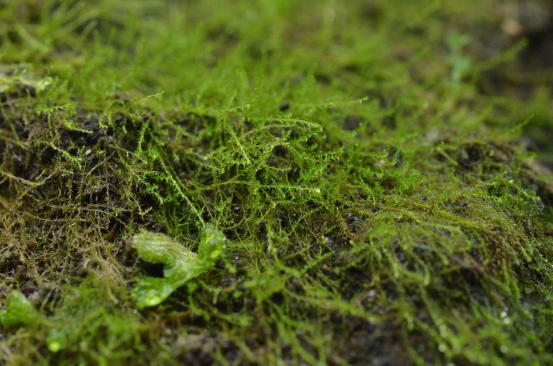 Jungermann's Platydictya Moss photo 8