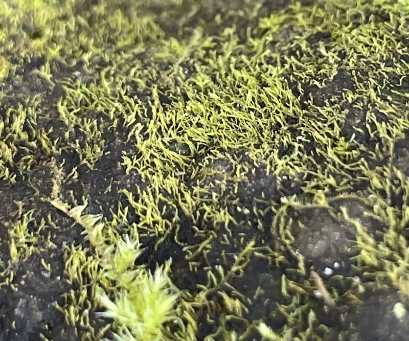 Minute Platydictya Moss
