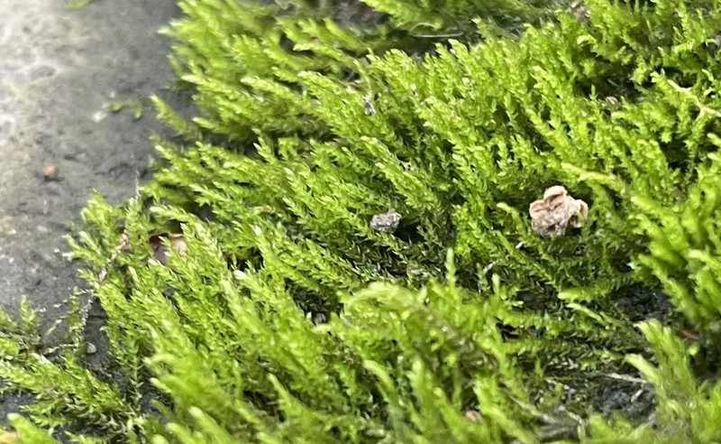 Minute Platydictya Moss photo 4