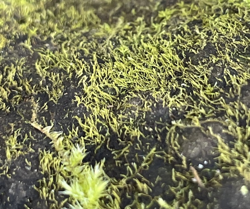 Minute Platydictya Moss photo 5