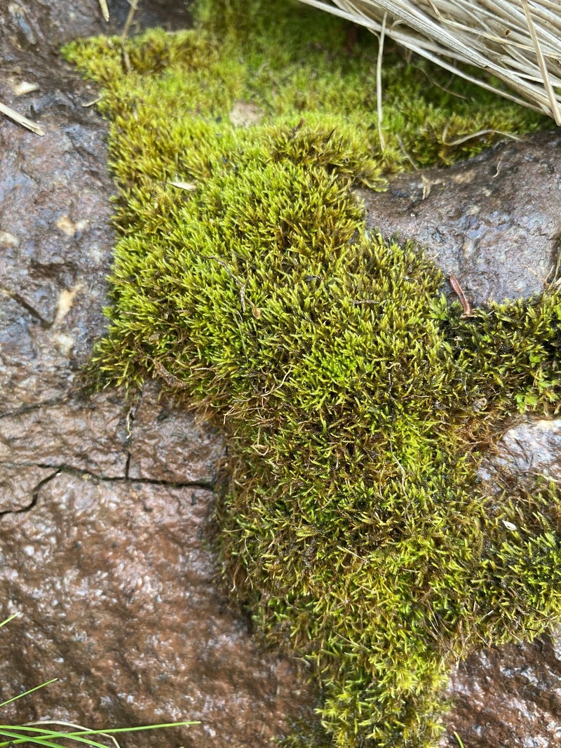 Minute Platydictya Moss photo 6