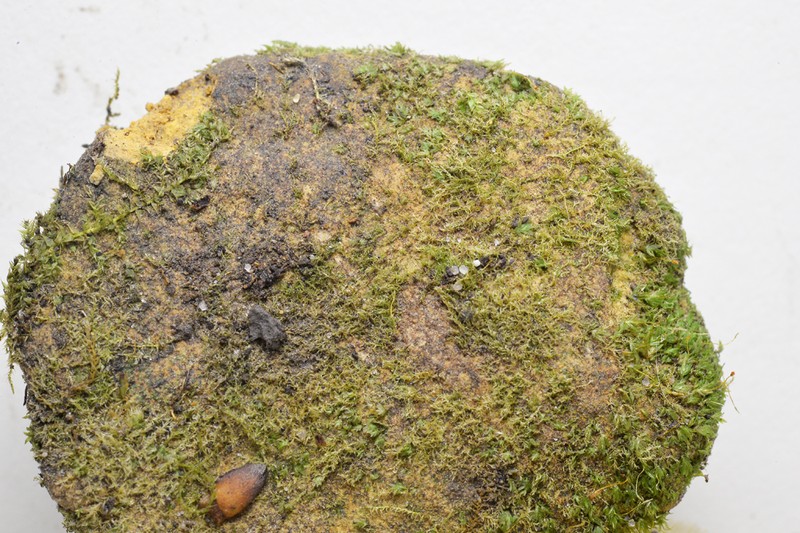 Minute Platydictya Moss photo 7