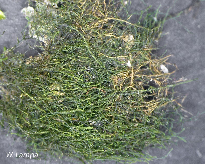 Minute Platydictya Moss photo 8