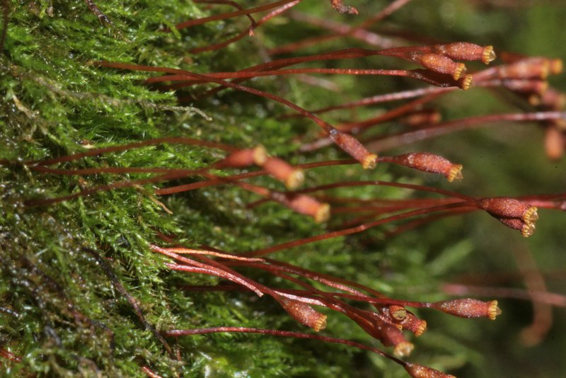 Platydictya Moss