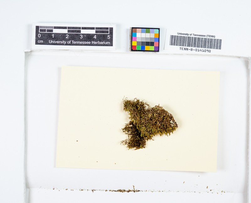 Platydictya Moss photo 2