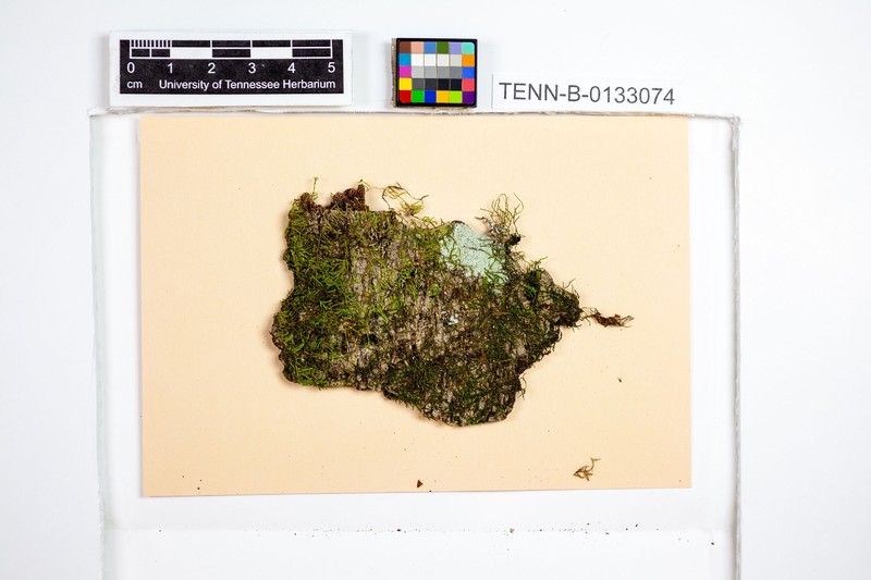 Platydictya Moss photo 3