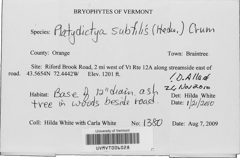 Platydictya Moss photo 5