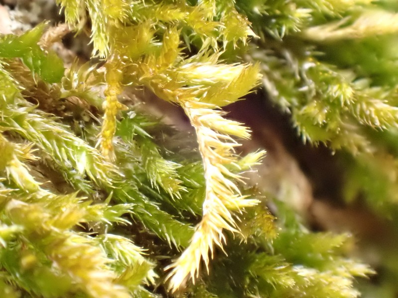 Platygyrium Moss