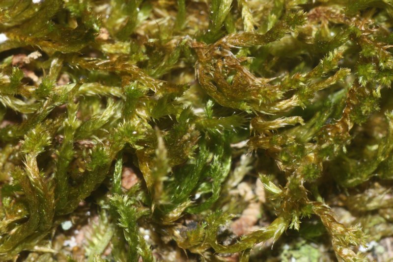 Platygyrium Moss