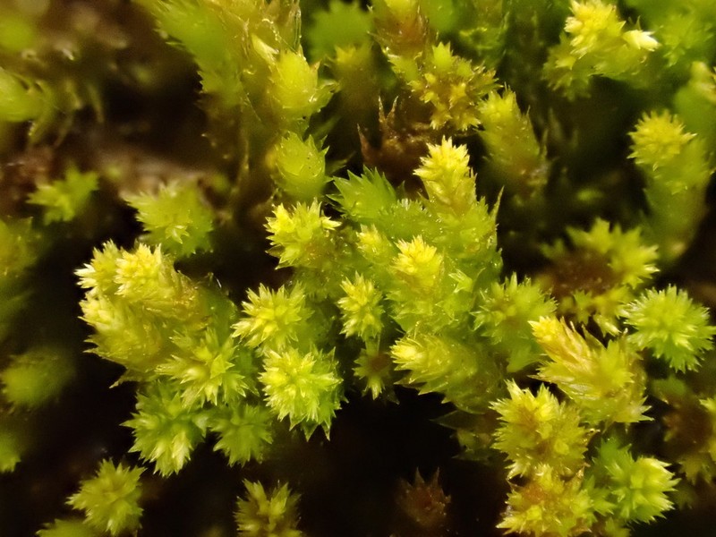 Platygyrium Moss