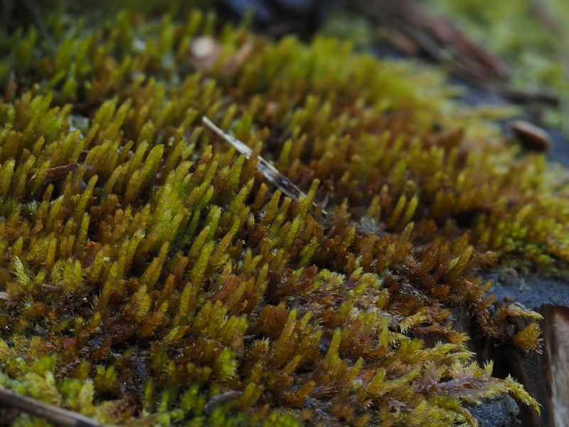 Platygyrium Moss photo 2