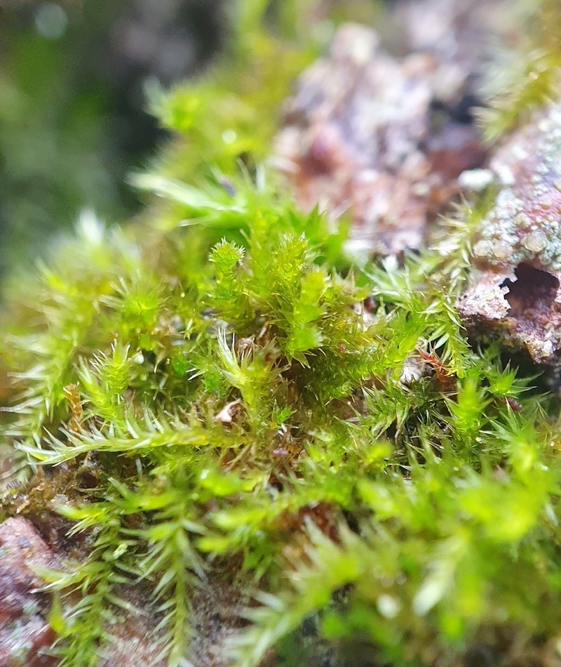 Platygyrium Moss photo 3
