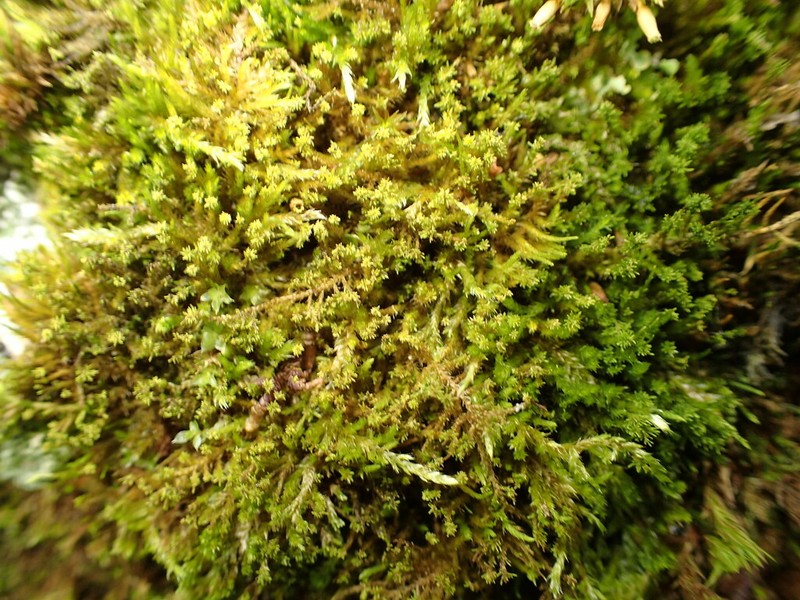 Platygyrium Moss photo 4