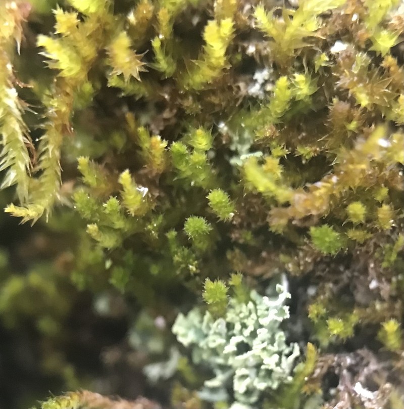 Platygyrium Moss photo 5